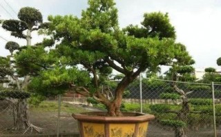 枫树盆景文案沙雕，枫树盆景文案沙雕句子