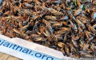 蝎子游玩攻略，蝎子游玩攻略大全