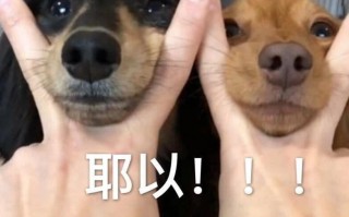 沙雕生气文案，沙雕生气文案图片