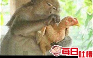 西瓜视频恶搞猴子表情包，西瓜视频恶搞猴子表情包图片