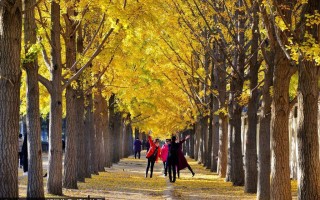 银杏苑游玩攻略，银杏苑游玩攻略大全