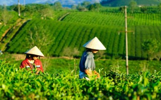 绿色茶园游玩攻略，绿色茶园游玩攻略大全