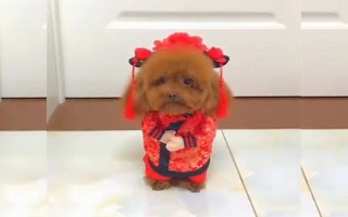 恶搞公司视频搞笑，恶搞公司视频搞笑段子