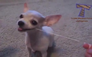 恶搞宠物小猫视频，恶搞宠物小猫视频大全