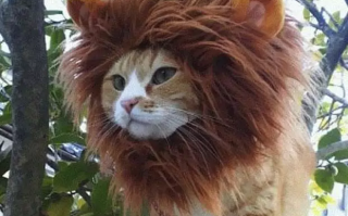 恶搞狮子家族视频全集，恶搞狮子家族视频全集在线观看