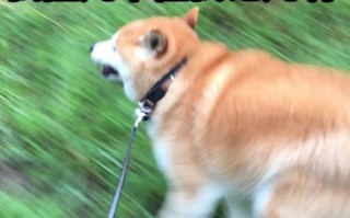 小狗情景短剧完整版，小狗情景短剧完整版视频