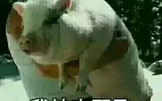 叫声素材恶搞视频，叫声素材恶搞视频大全