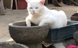 狗狗搞笑文案沙雕文案，狗狗搞笑文案沙雕文案短句