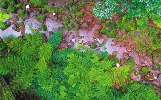 上海侏罗纪公园游玩攻略，上海侏罗纪公园游玩攻略图